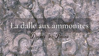 La dalle aux ammonites, Dignes