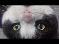 猫 スコティッシュ·フォールド こっちおいで～#猫 #猫のいる暮らし #猫動画 #ねこ #ねこのいる生活