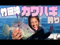 東京湾竹岡沖でカワハギが釣りまくり!!【令和爆釣会】