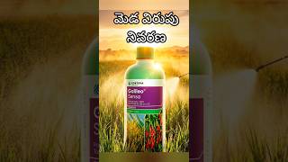 meda virupu best #fungicide #gelileosensa  #telugu #paddy #agriculture