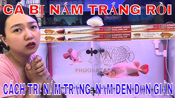 🔴TRỊ NẤM ĐEN, NẤM TRẮNG CHO CÁ RỒNG | CÁCH CHỮA TRỊ NẤM CHO HUYẾT LONG ĐƠN GIẢN , RẺ TIỀN