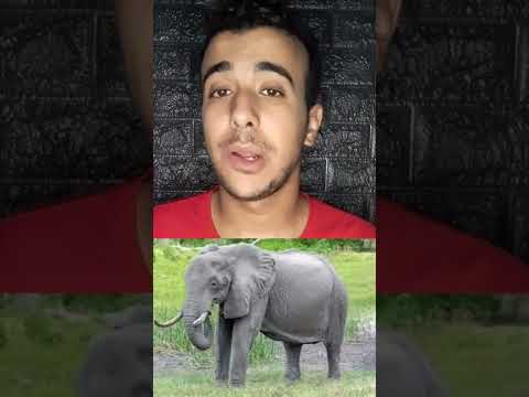سبب موت الفيل من النمله