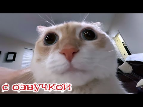 Приколы с котами! С ОЗВУЧКОЙ! Самые смешные животные! СМЕШНЫЕ КОТЫ! До слёз!
