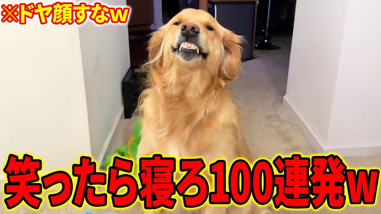 100 Hilarious Dog Videos in a Row!!] A collection of funny dog
