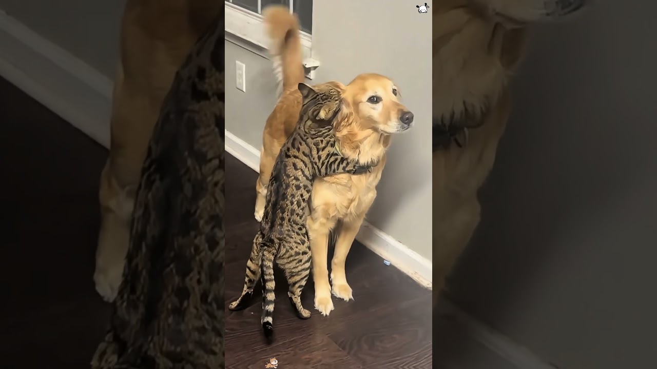 When you have both a cat and a dog 🐶🐱🤣#dog #funny #dogsoftiktok #cat #cats