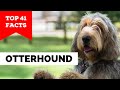 99% of Otterhound Dog Owners Don&#39;t Know This