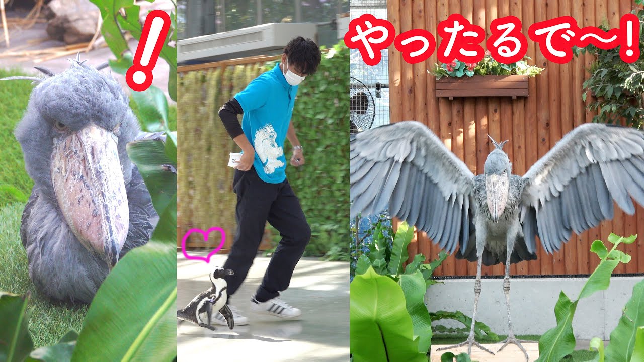 Shoebill Futaba's favorite zookeeper is the bird show. I'll do