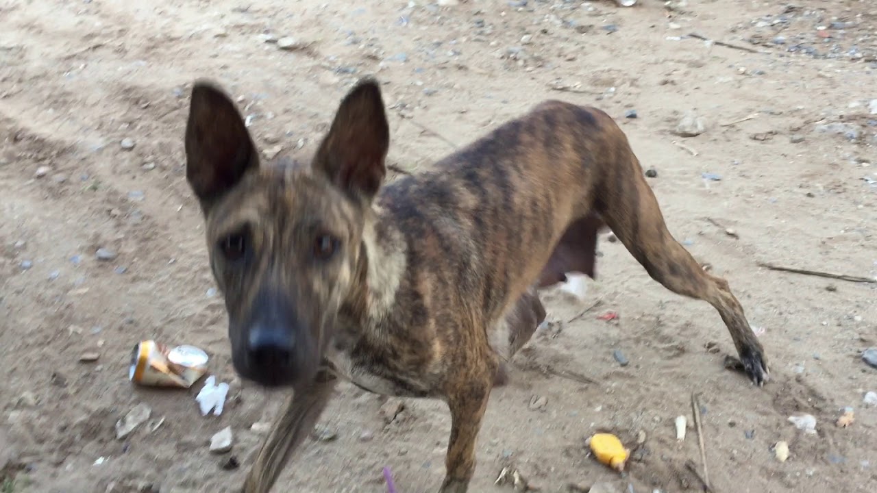 Tiger dog The dog with tiger color in Cambodia 2018 YouTube