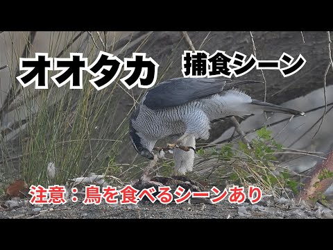 オオタカ捕食シーン - YouTube