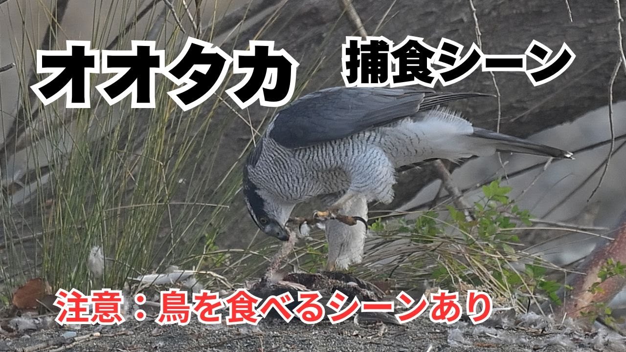 オオタカ捕食シーン - YouTube