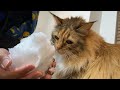 ノルウェーの猫が4年ぶりの雪に大興奮！のはず