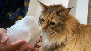 ノルウェーの猫が4年ぶりの雪に大興奮!のはず
