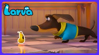 The chaos you WON'T believe! 🐛 Larva | Full Episodes Compilation