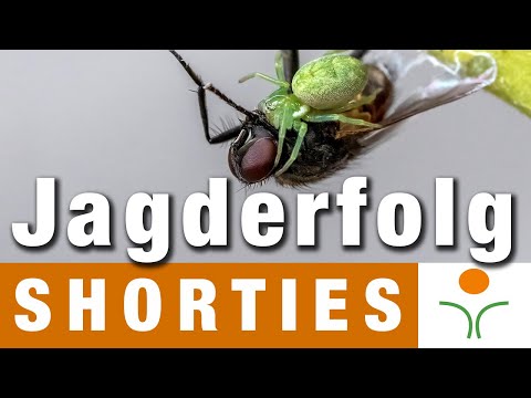 Shorties - Hunting Success of the Green Lace-Weaver Spider