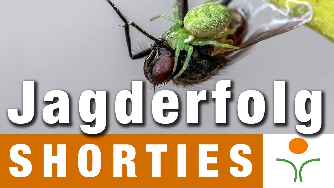 Shorties - Jagderfolg der grünen Kräuselspinne