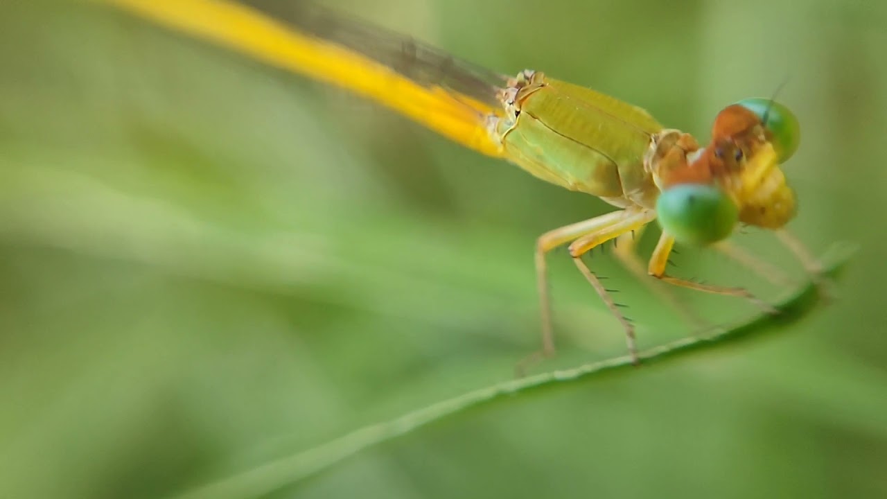 HAVE YOU 🙄🙄SEEN EVER this Damsel Fly (Odonata)// Zygoptera//