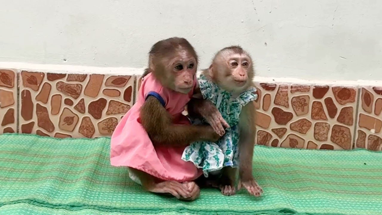 Genius Baby Monkey Chichi Always Sit Disturbs With Sis Linda