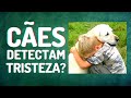 CACHORROS SABEM QUANDO ESTAMOS TRISTES? O QUE DIZ A CIÊNCIA