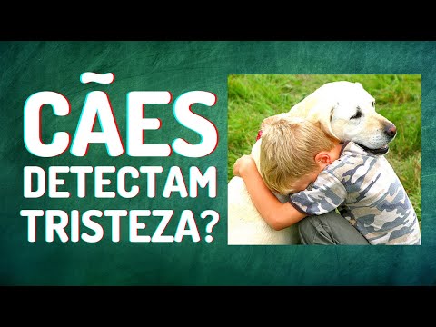 Vídeo: Os Cães Sentem Tristeza?