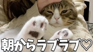 超甘えん坊のぽこ太郎【パパ猫・子猫】