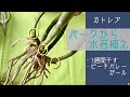 2026年5月15日 カトレア《ビーチバレーガール》 カトレアの植え方 バーク→水苔 株を数日乾かしてから水苔で植える 新芽🌱が3コ出ている