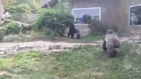 Perché i gorilla si battono sul petto?