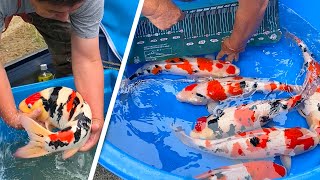 First Jumbo Nisai Koi Harvest 2020!! Shintaro Koi Farm First Jumbo Nisai Koi Harvest 2020!! Shintaro Koi Farm