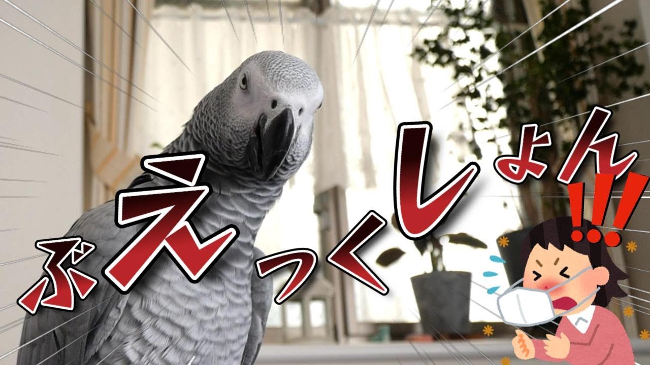 おしゃべりインコ】ぶえっくしょん！豪快なクシャミのものまね