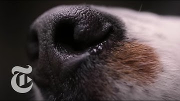 How to Give a Better Speech: Talk to a Dog | The New York Times