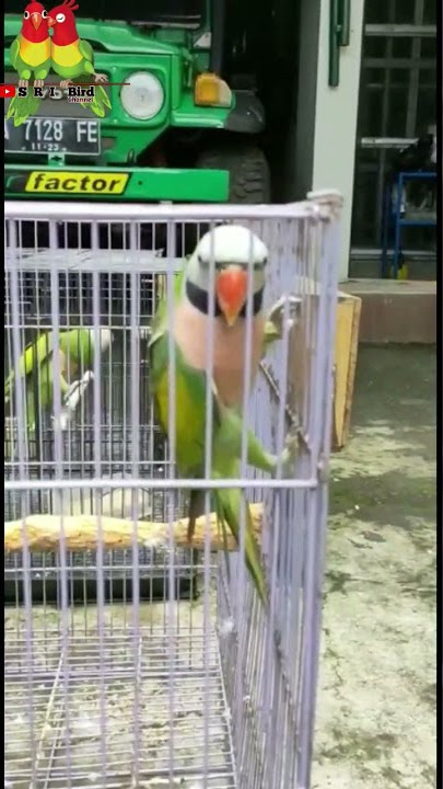 Betet Jawa ( Psittacula alexandri) bisa bicara