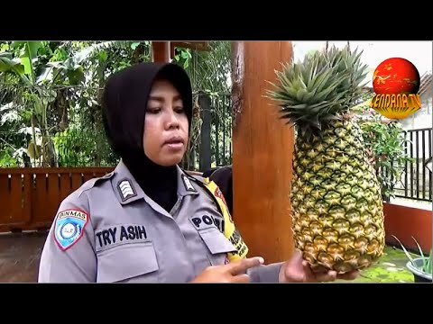 BUAH NANAS JUMBO BRIPKA TRY ASIH