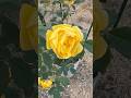 Lady Of shallot  David Austin English Roseレディ・オブ・シャーロットの枝変わり②