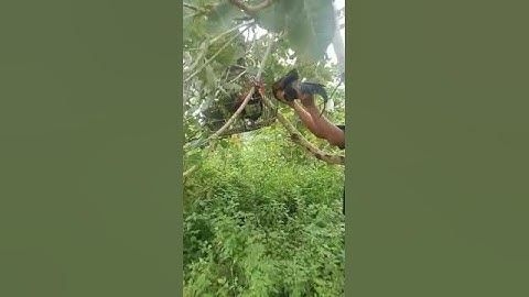 PIKAT AYAM HUTAN HIJAU LUAR BIASA DAPAT NYA