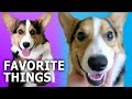 CORGI DOG'S GIFT GUIDE, REVIEW & GIVEAWAY - Gatsby's Favorite Things