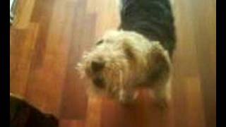 nobby the singing dog (welsh terrier)