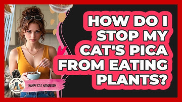 How Do I Stop My Cat