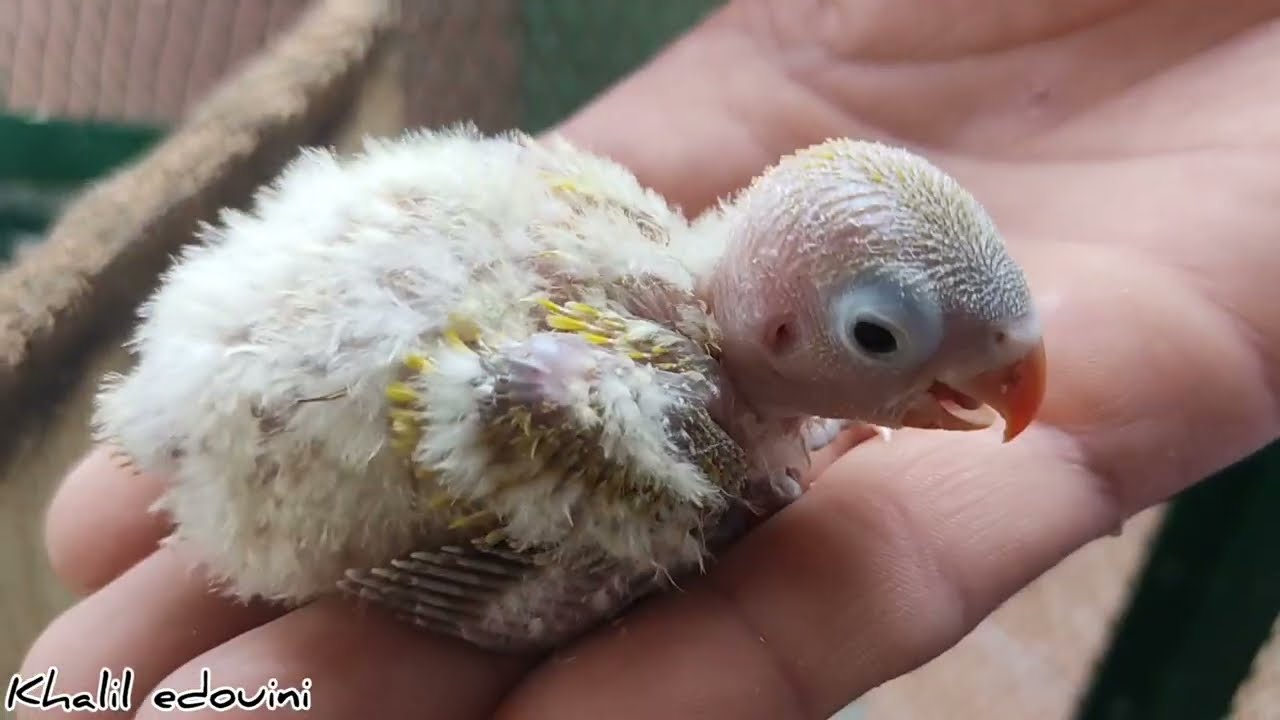 فتح 50 من أعشاش البادجي و الفيشر😍 والعديد من المفاجآت الغير متوقعة😳