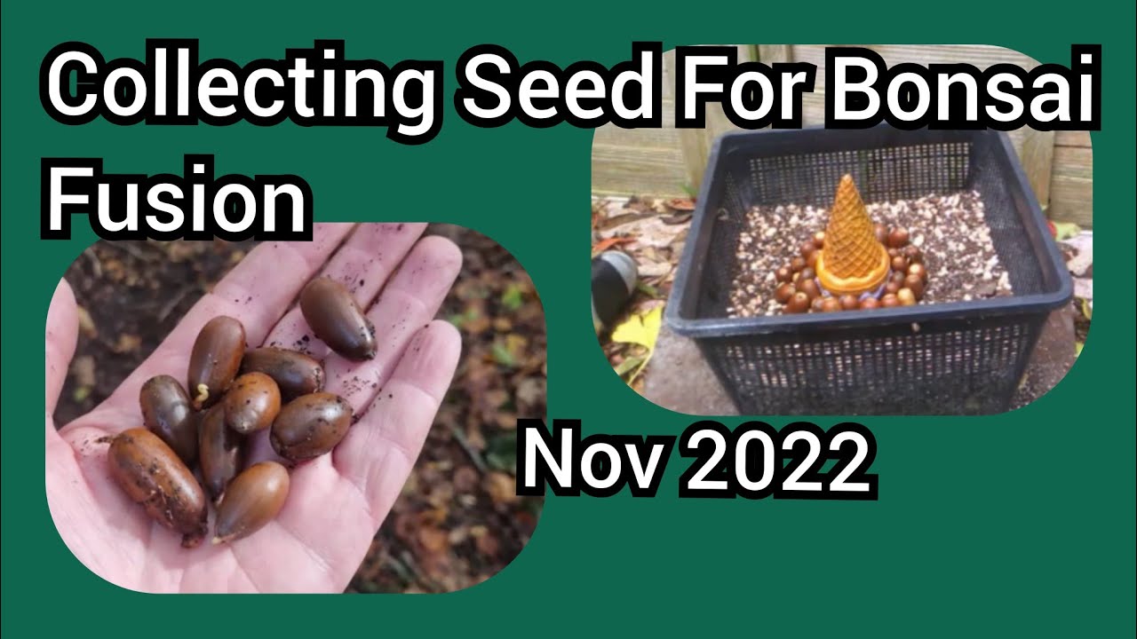 Collecting Seed For Bonsai Fusion Nov 2022 YouTube