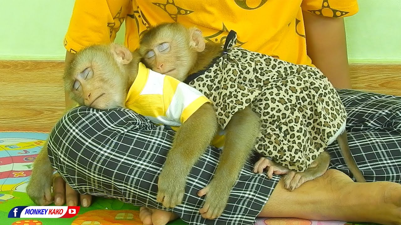 Two Little Monkey Kako With Baby Luna Hug Sleeping Very Cute