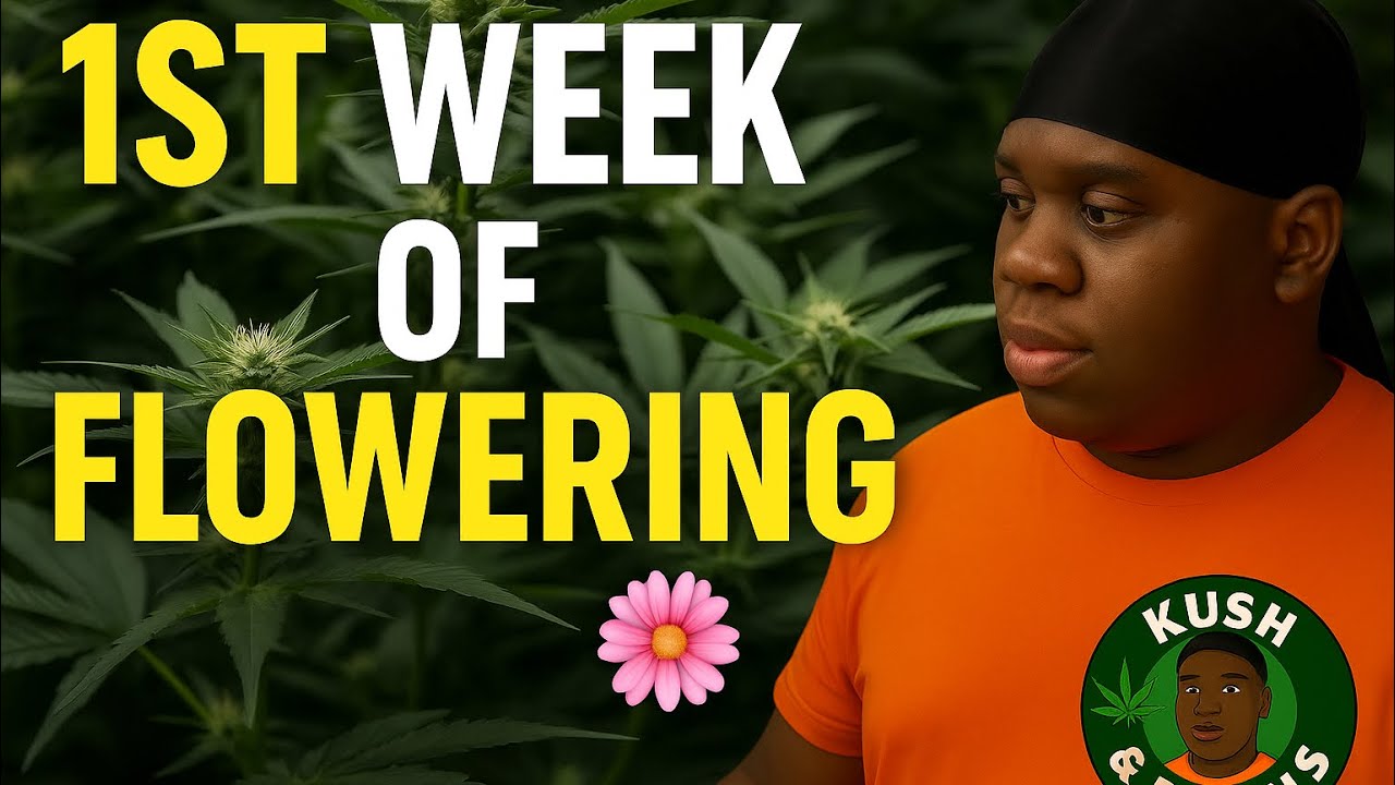 Flowering Week 1 🌺 | What to Expect When You Flip to 12/12 (Grow Update) (Kush & Beans Season 1)