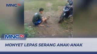 Seekor Monyet Peliharaan Lepas Serang Anak-Anak di Bogor - LIP 15/01