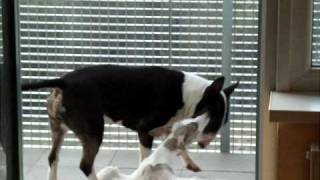 Bull Terrier And Whippet Playing Fight
