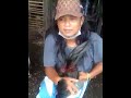 Tutorial pengambilan sperma pada ayam jantan