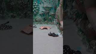 #stingray #spotted #sea #underwaterworld #underwaterlife