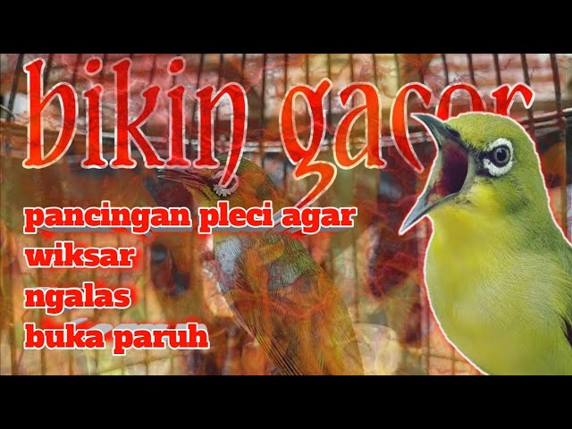 pancingan pleci agar buka paruh - terapi pleci class=