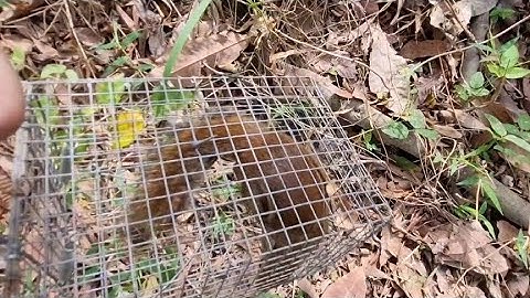 Thăm lồng bẫy sóc. Bán lồng bẫy sóc bông. Bán lồng bẫy sóc đất. Bán bẫy sóc trên cây.Zalo 0936059090