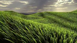 Famous Real-Time Grass Rendering (Part 3) - HD Wealth