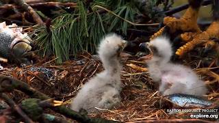 Decorah Eagles: A Mother’s Dedication: Mombrella on Duty explore.org 4-2-2026