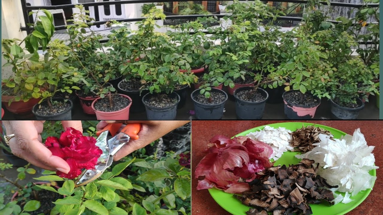 Rose Plant Care in Summers... Best Fertilizer for both Soil and Cinder Media... YouTube