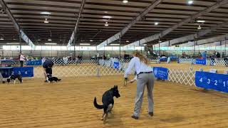 German shepherd in herding group by Guesshaus 30 views 8 days ago 1 minute, 7 seconds